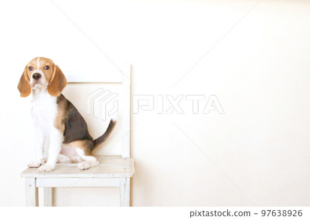 Beagle dog relaxing in a chair 97638926