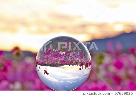 [藤原宮遺址的波斯菊（日出）（水晶球）] 奈良縣橿原市高殿町 97639020