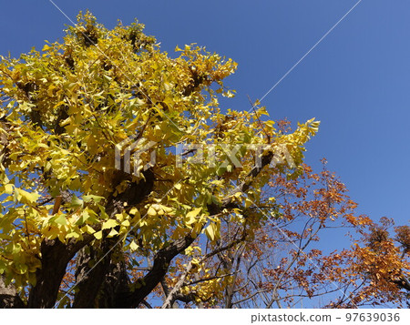 Ginkgo and bright autumn sky 97639036