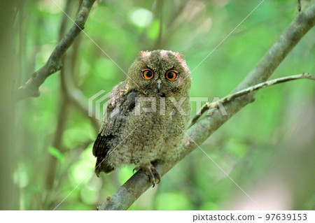 White-faced owl fledgling chicks White-faced owl fledgling chicks 97639153