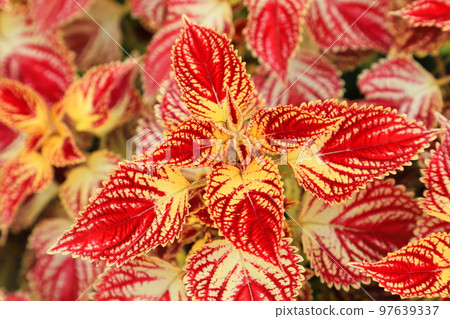 多彩的Cordus 97639337