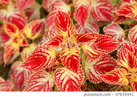 多彩的Cordus 97639341