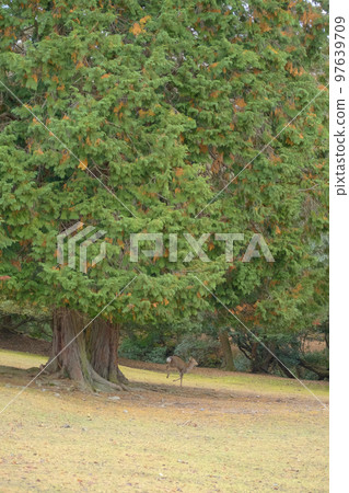 鹿奈良公園 97639709