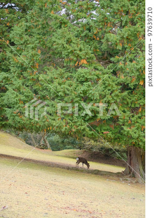 鹿奈良公園 97639710