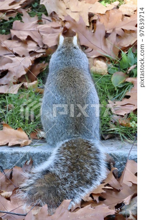 美國波士頓 美國最古老的公園 Boston Common Liss 背影 97639714