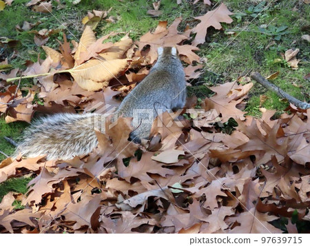 美國波士頓 美國最古老的公園 Boston Common Squirrel 準備在落葉中冬眠 美國波士頓 美國最古老的公園 Boston Common Squirrel 準備在落葉中冬眠 97639715
