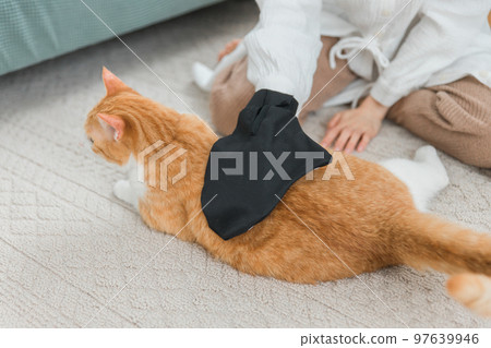 Owner who removes hair loss with pet brush / glove grooming cat 97639946