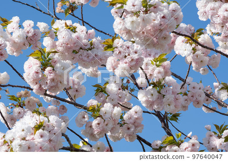 Yaezakura Spring image 97640047