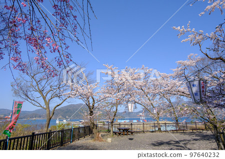 Sakura at Kanegasaki, Tsuruga City, Fukui Prefecture 97640232