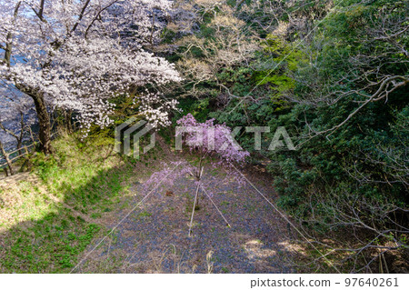 Sakura at Kanegasaki, Tsuruga City, Fukui Prefecture 97640261