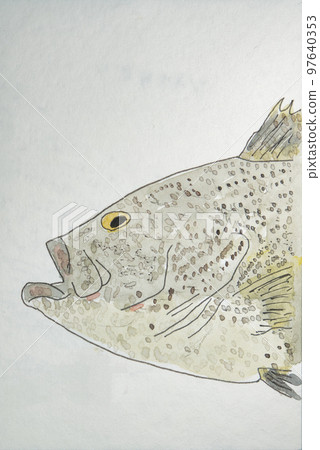 Large collection of Okinawan fish 97640353