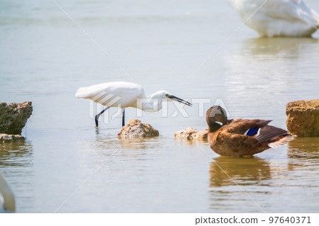 The small white heron or Little egret stands in the lake with fish in its beak. The small white heron or Little egret stands in the lake with fish in its beak. 97640371