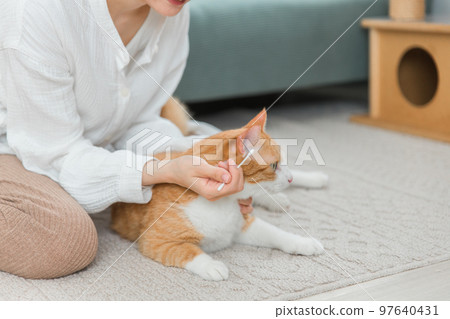 Asian female owner cleaning cat's ears using cotton swabs Asian female owner cleaning cat's ears using cotton swabs 97640431