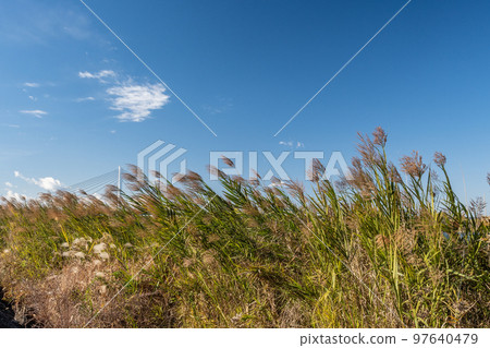 Reeds growing on the Yodogawa riverbed Reeds growing on the Yodogawa riverbed 97640479