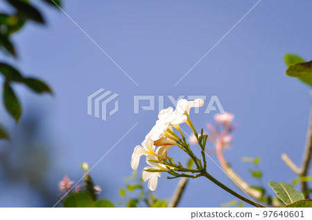 frangipani, frangipani flower or pagoda tree and blue sky 97640601