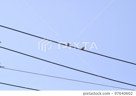 cable and a bird , dove on the cable 97640602