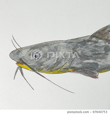 Large collection of fish in the Japanese fish world (freshwater fish) Large collection of fish in the Japanese fish world (freshwater fish) 97640753