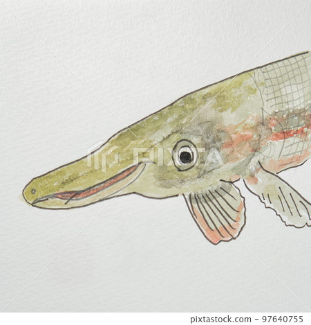 Large collection of fish in the Japanese fish world (freshwater fish) Large collection of fish in the Japanese fish world (freshwater fish) 97640755