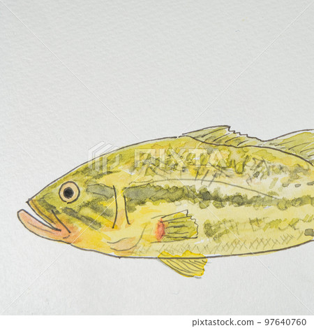 日本魚類世界的大量魚類（淡水魚） 97640760