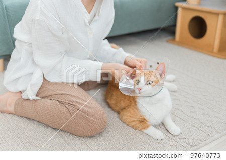 A cat with an Elizabethan collar at home 97640773
