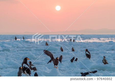 Steller's sea eagle and white-tailed eagle at dawn (off Rausu, Hokkaido) 97640802
