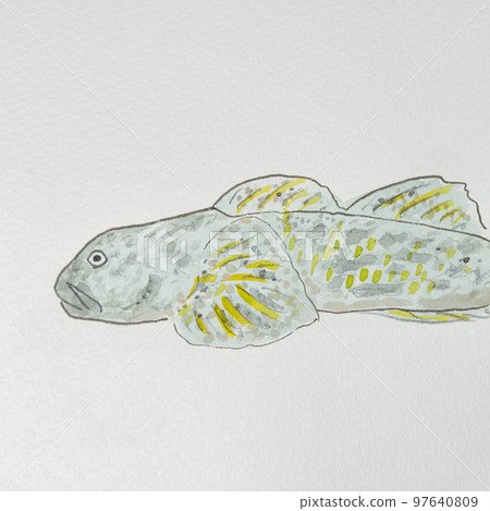 日本魚類世界的大量魚類(淡水魚) 日本魚類世界的大量魚類(淡水魚) 97640809