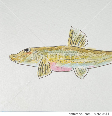 日本魚類世界的大量魚類（淡水魚） 97640811