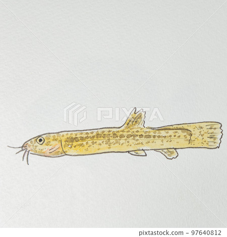 日本魚類世界的大量魚類(淡水魚) 日本魚類世界的大量魚類(淡水魚) 97640812