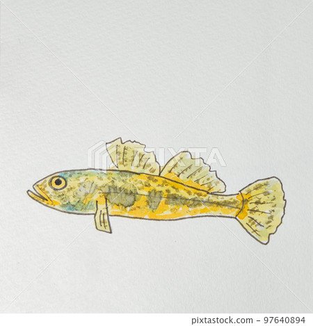 日本魚類世界的大量魚類(淡水魚) 日本魚類世界的大量魚類(淡水魚) 97640894