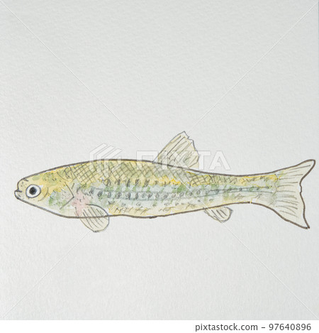 Large collection of fish in the Japanese fish world (freshwater fish) 97640896