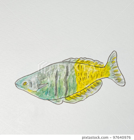 日本魚類世界的大量魚類(淡水魚) 日本魚類世界的大量魚類(淡水魚) 97640976