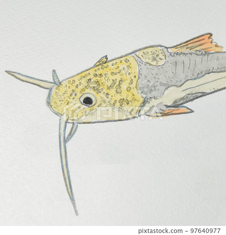 日本魚類世界的大量魚類(淡水魚) 日本魚類世界的大量魚類(淡水魚) 97640977