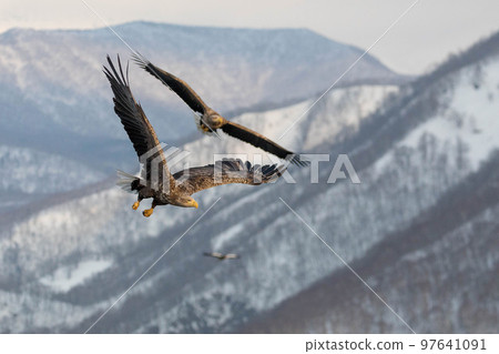[北海道]知床半島的白尾鷹 97641091
