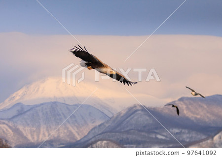 [北海道]知床半島的白尾鷹 97641092