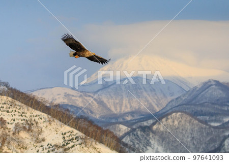 [北海道]知床半島的白尾鷹 97641093