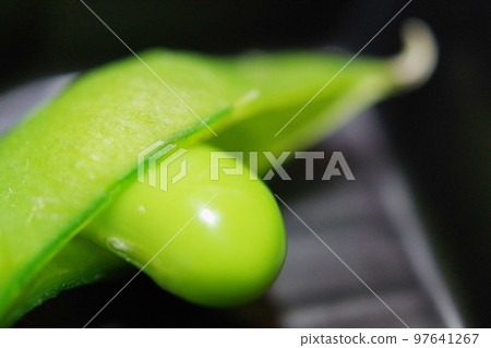 Edamame 97641267