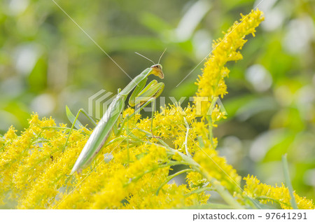 Okamakiri Okamakiri 97641291