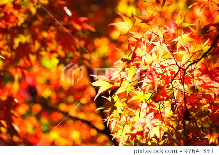 Autumn leaves of Konami River Autumn leaves of Konami River 97641331