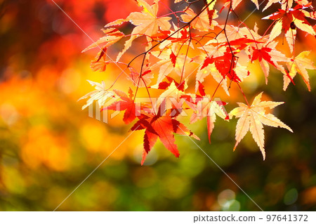 Autumn leaves of Konami River Autumn leaves of Konami River 97641372