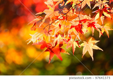 Autumn leaves of Konami River Autumn leaves of Konami River 97641373