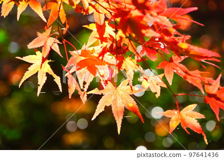 Autumn leaves of Konami River Autumn leaves of Konami River 97641436