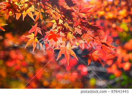 Konami河秋葉 Konami河秋葉 97641441