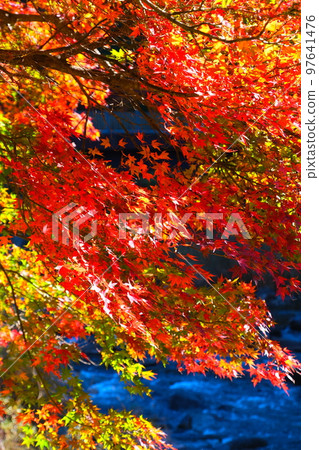 Autumn leaves of Konami River Autumn leaves of Konami River 97641476