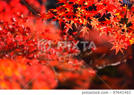 Autumn leaves of Konami River Autumn leaves of Konami River 97641483