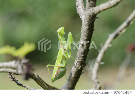 White-tailed Mantis 97641494