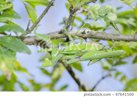 White-tailed Mantis 97641500