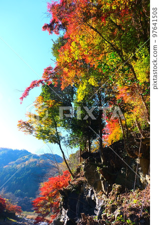Autumn leaves of Konami River Autumn leaves of Konami River 97641508