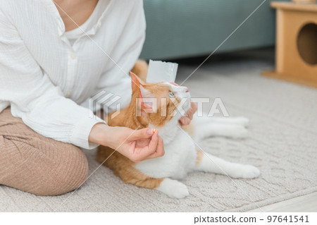 Owner and cat trying to take medicine (medication / illness) 97641541