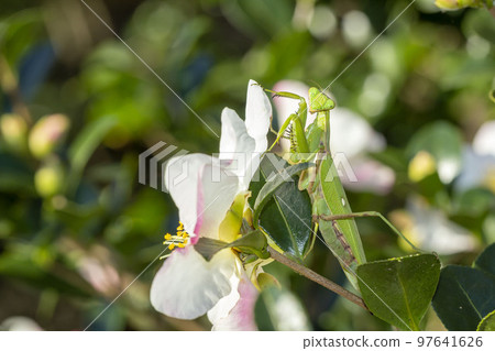 White-tailed Mantis 97641626
