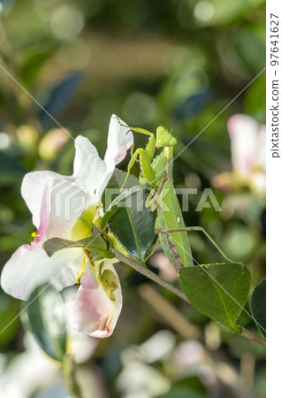 White-tailed Mantis 97641627